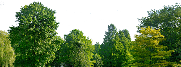 spring-trees-background spring-trees-background